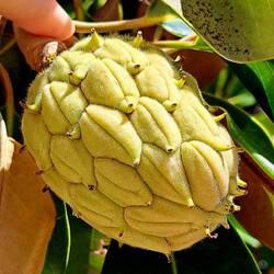 Magnolia bud.