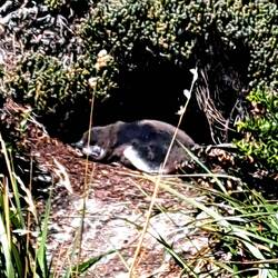 A baby penguin!