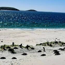 Those black lumps are penguins. This is the closest we're allowed to approach.