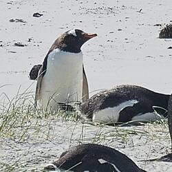 York Point residents. (aka: Magellanic penguins)
