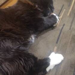 Mr Whiskers' substitute catnip mouse as compensation for him having to stay indoors.