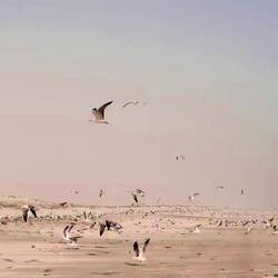 Al Khaluf Beach