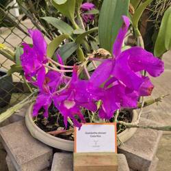Die Nationalblume Costa Ricas (eine violette Orchideenart)
