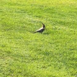 Ein schöner Wiedehopf!