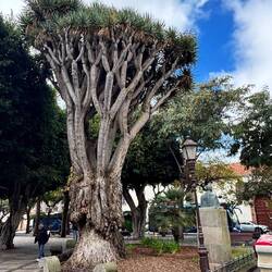 Plaza del Adelantado