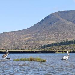 Pelikane hinter den Dünen des Pazifik