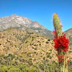 Im Nationalpark La Campana
