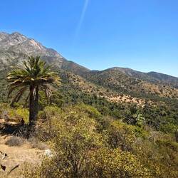 ...Honigpalmen überall - auch vor Bergen