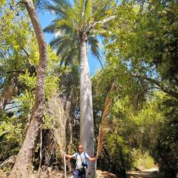 ...mal als Vergleich, wie groß die Palmwedel sind