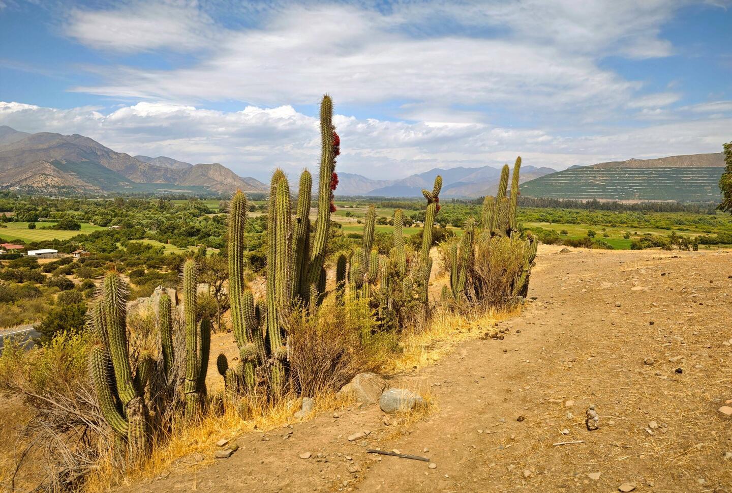 Diese Kakteen (der Quisco Chileno) prägen das Bild der Landschaft mit und werden bis 7m hoch