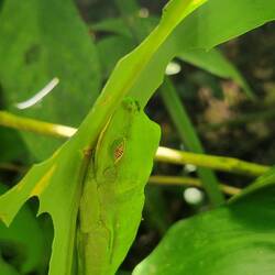 Red eye frog ...asleep...amazing camouflage