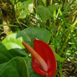 Rainforest flower