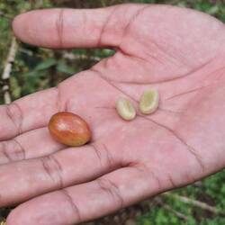 When the pods are red they can be picked