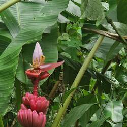 PINK bananas!
