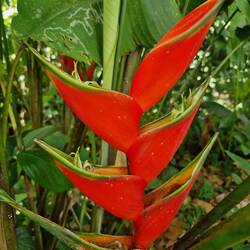 Rainforest flower