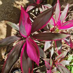 Rainforest flower