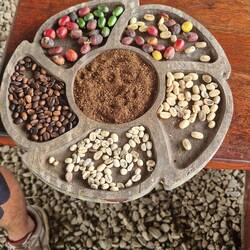 The coffee process