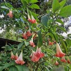 Rainforest flower