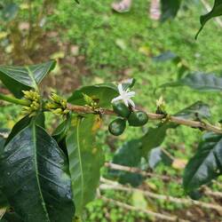 The coffee flower gets pollinated and develops the coffee pods