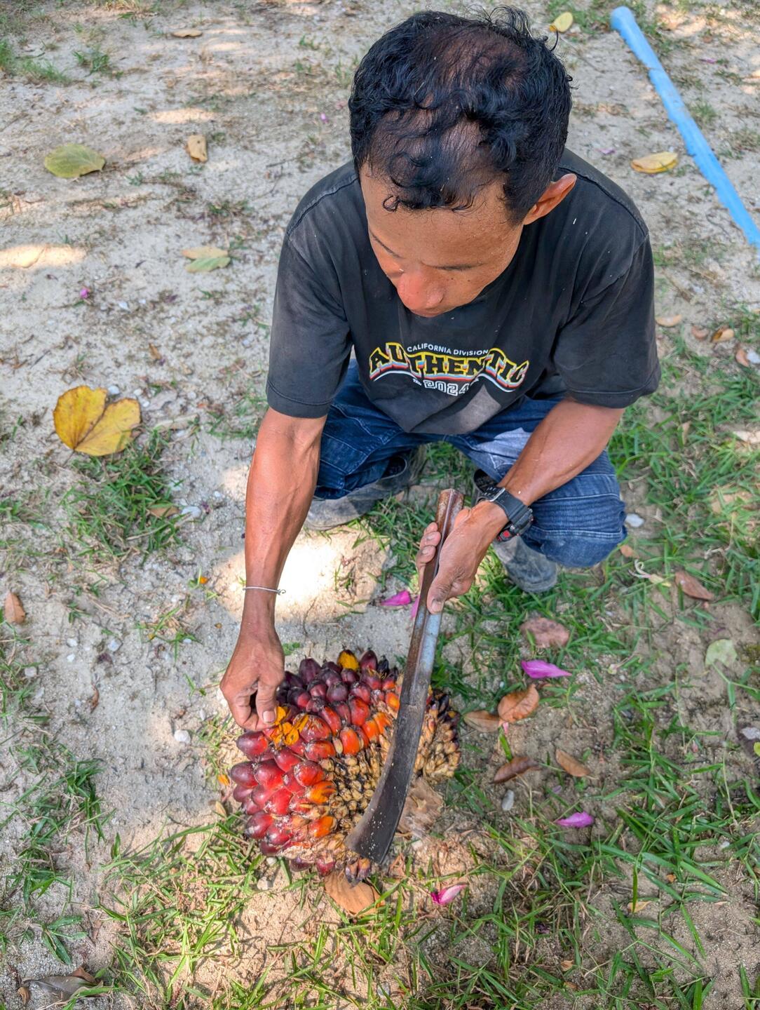 Hier hat und unser Gärtner versucht zu erklären, wie Palmöl hergestellt wird. (1 Kilo=6bath)