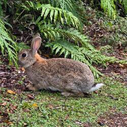 Eines der letzten Wildtiere hier