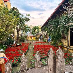 Un jardin rempli de pots de fleurs 🤩 pour la fête du Tèt (nouvel an vietnamien)
