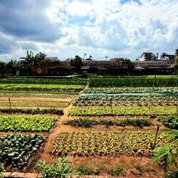 Balade dans le village végétarien 🤩des potagers à perte de vue 😍