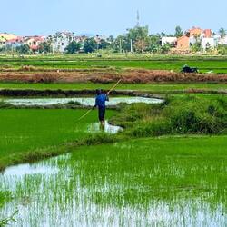 Les rizières sont bien plus vertes qu'au Laos grâce à l'irrigation par les nombreux cours d'eau😍