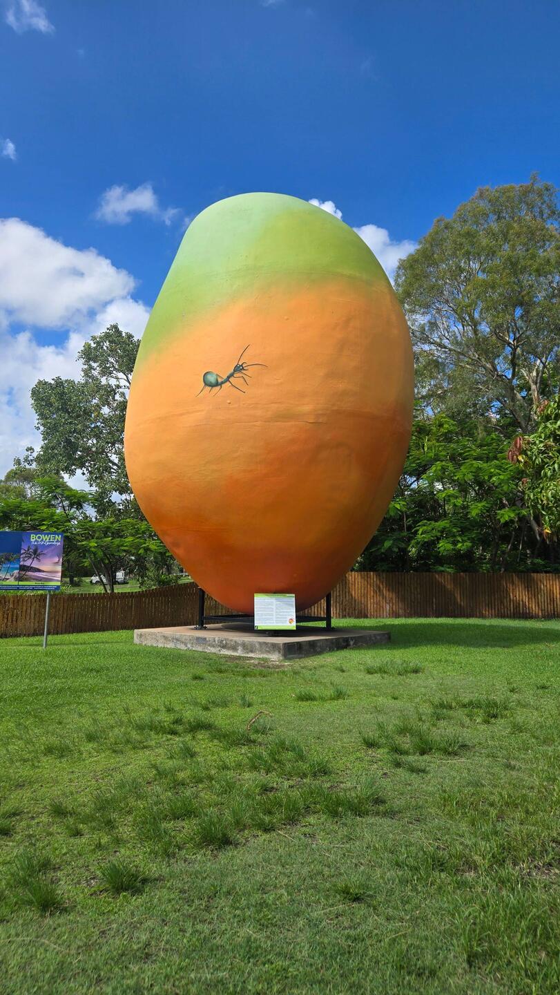 Largest Mango is the world! 🤣