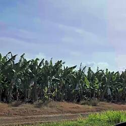 Palm trees with bags???