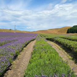 rechts: abgeerntetes Frld