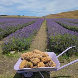 vorn: Zapfen der Coulter-Kiefer werden ca. 30 cm lang