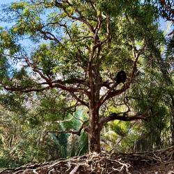 Baum voller Kapuziner