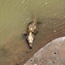 🐊