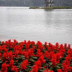 Schildkröteninsel auf dem Hoan-Kiem-See
