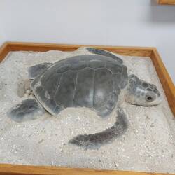 Wichtiges Brutgebiet einer Meeresschildkrötenart.