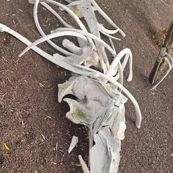 Whale bones