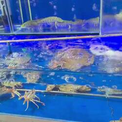 Frischer geht es wohl nicht