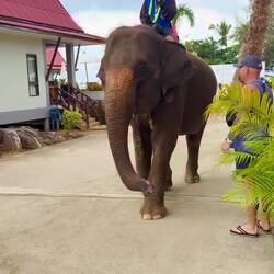 Elefant war am Strand spazieren