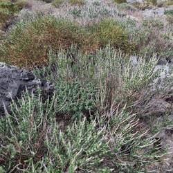 Wie ein Stein-Kräutergarten, durchgehend frischer Duft beim Wandern.
