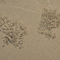 Les petits crabes sont actifs