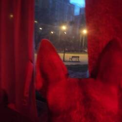 Nächtigen neben dem Hundeplatz, großes Kino für Luna. 😬