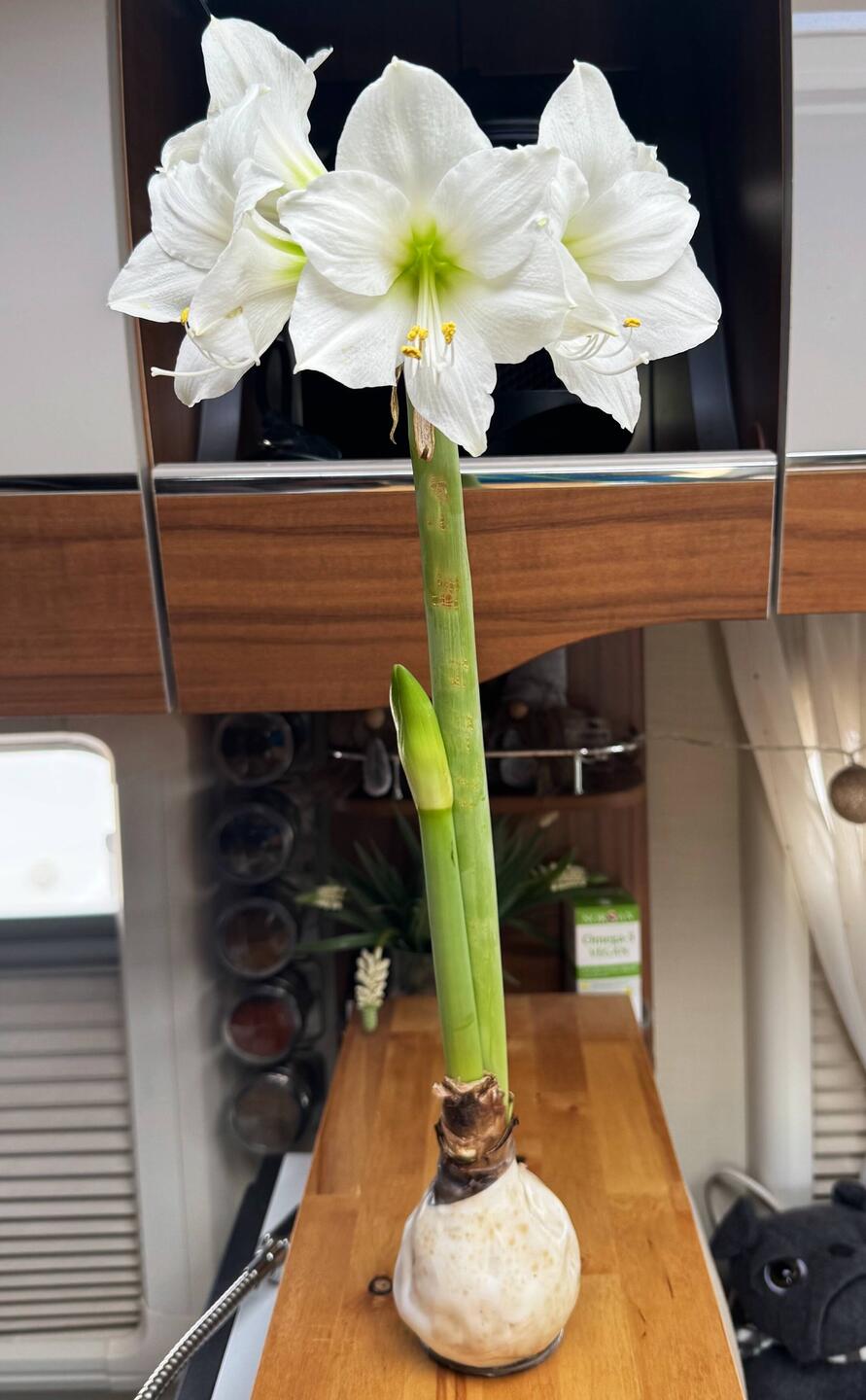 am Geburtstag in voller Blüte