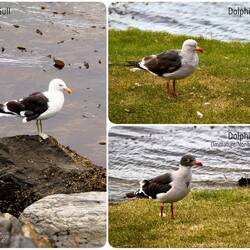 Gulls along the Beagle Channel — Ushuaia, Argentina.