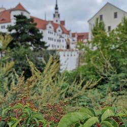 Torgauer Schloss