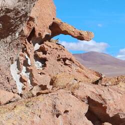 Finde das Chinchilla 🤣