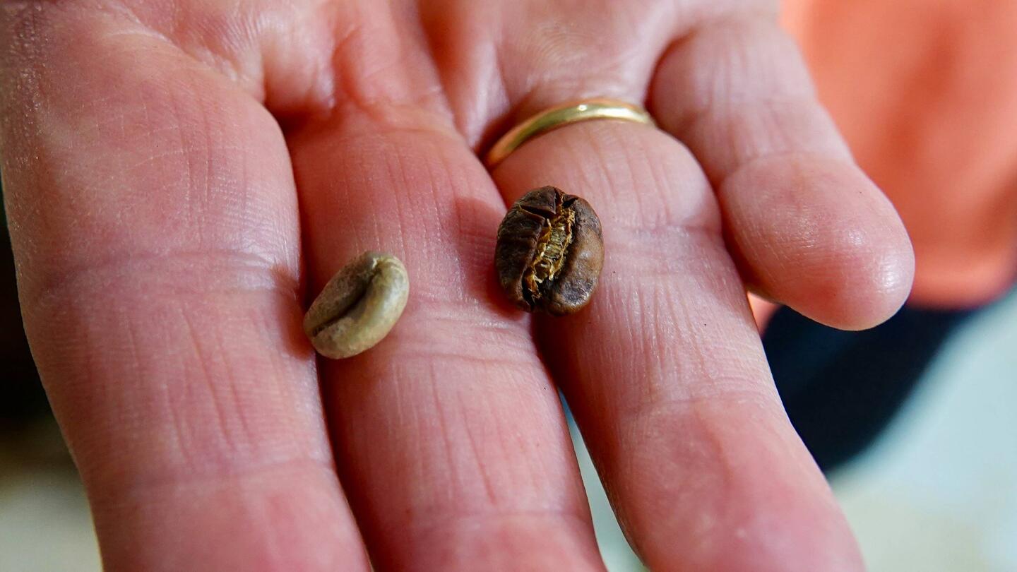 Getrocknete und geröstete Bohne