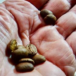 Unterschiedliche Röstungen