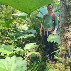Riesenfarne und Nalcas (eine Art Riesenrhabarber) säumen den Weg.