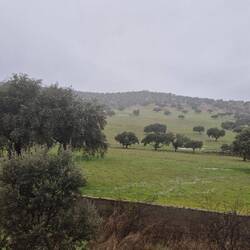 ...Weidelandschaft mit u.a. uralten Steineichen und natürlich Oliven-Plantagen,...